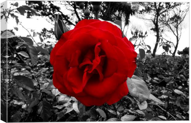 Blood Red Rose In Black And White Foliage  Canvas Print by Aidan Moran