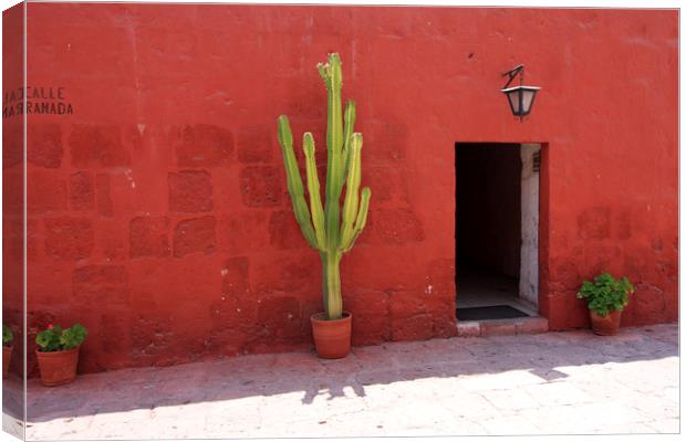 Cactus In Santa Catalina Monastery  Canvas Print by Aidan Moran