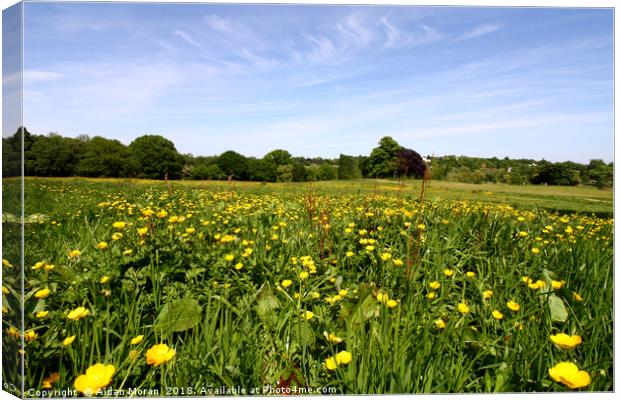 Wildflowers On Hampstead Heath, London, England  Canvas Print by Aidan Moran