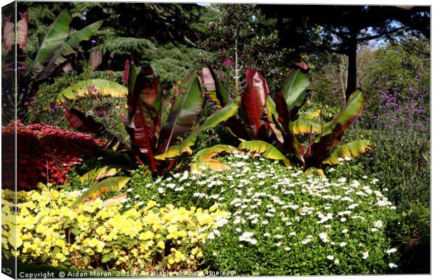 Flower Garden at Greenwich Park, London, England   Canvas Print by Aidan Moran