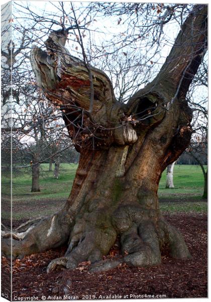 Sweet Chestnut Tree   Canvas Print by Aidan Moran