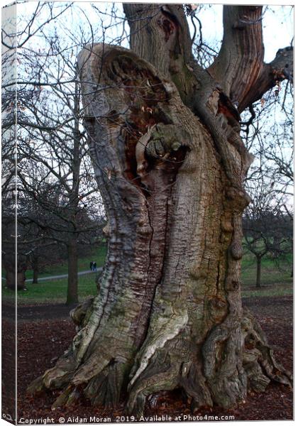 Sweet Chestnut Tree in Greenwich Park, London   Canvas Print by Aidan Moran