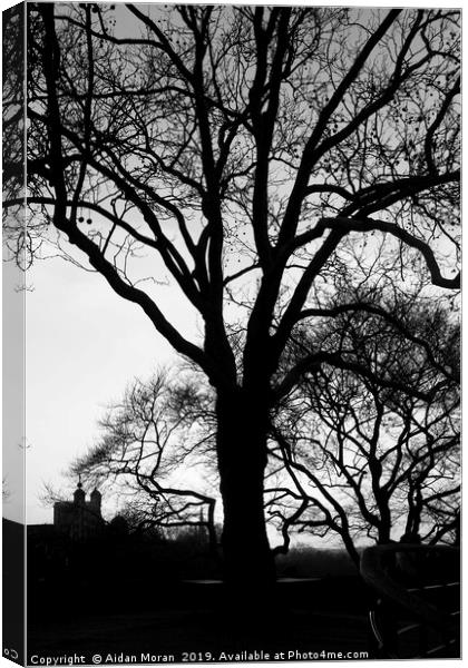 Tree Silhouette at Greenwich Park, London   Canvas Print by Aidan Moran
