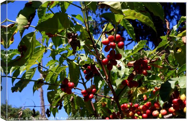 Ethiopian Coffee Beans, Lake Tana   Canvas Print by Aidan Moran