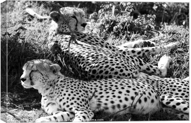 Majestic Cheetahs of Masai Mara Canvas Print by Aidan Moran