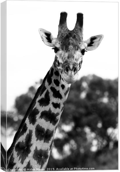 Giraffe Portrait    Canvas Print by Aidan Moran