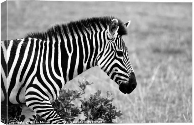 African Zebra    Canvas Print by Aidan Moran