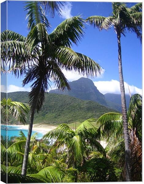 Blinky beach, Lord Howe Island Canvas Print by Lucy Driver