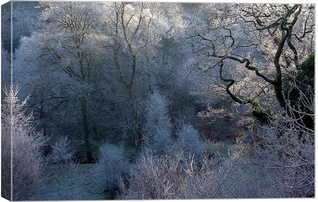 Hoar Frost in Exmoor Canvas Print by Colin Tracy