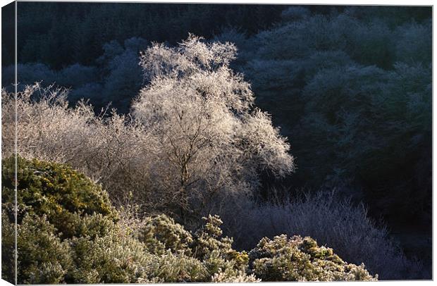 Melting Hoar Frost on Exmoor Canvas Print by Colin Tracy