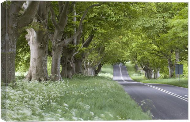 Beech Avenue and Empty Road Canvas Print by Colin Tracy