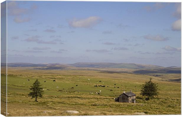 Nuns Cross Farm, Dartmoor, Devon Canvas Print by Colin Tracy