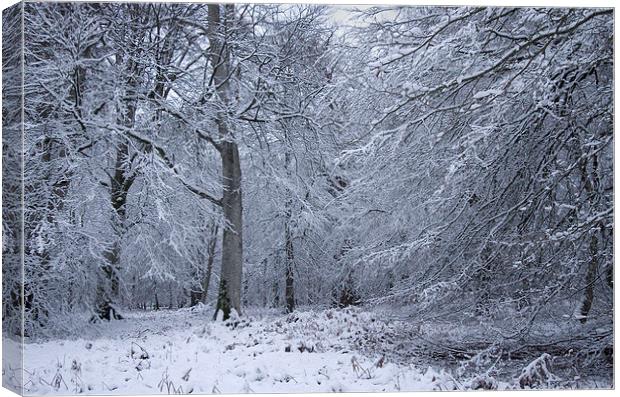 Winter Tree, New Forest Canvas Print by Colin Tracy