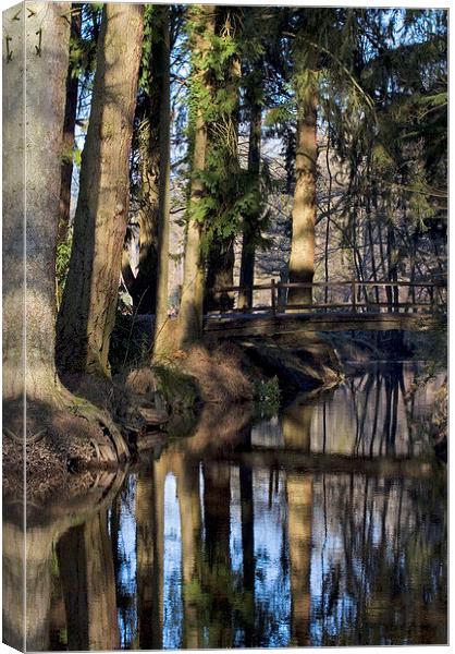 Blackwater 2, New Forest. Canvas Print by Colin Tracy