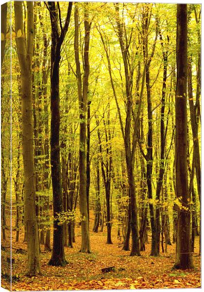 Yellowham Woods, Puddletown ,Dorchester, Dorset, U Canvas Print by Colin Tracy