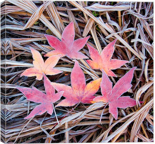 Frosty Acer Leaves Canvas Print by Colin Tracy