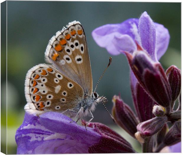 Brown Argus on Sage Canvas Print by Colin Tracy