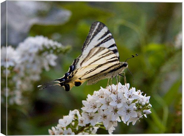 Scarce Swallowtail Canvas Print by Colin Tracy
