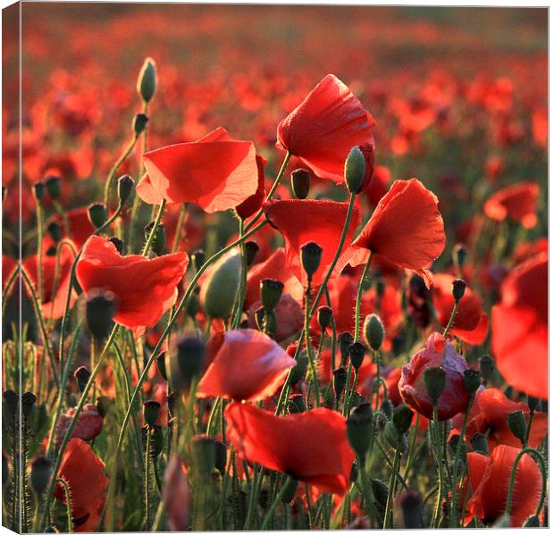 Poppies near Poundbury 2, Dorchester, Dorset, UK Canvas Print by Colin Tracy