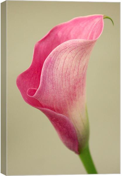 Arum Lily Canvas Print by Colin Tracy