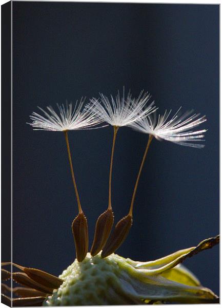 Three Dandelion Seeds Canvas Print by Colin Tracy