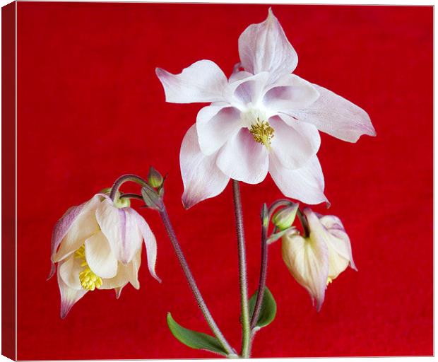 Aquilegia on Red Canvas Print by Colin Tracy