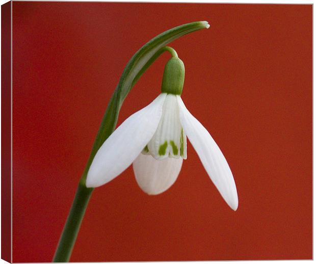 Snowdrop Canvas Print by Colin Tracy