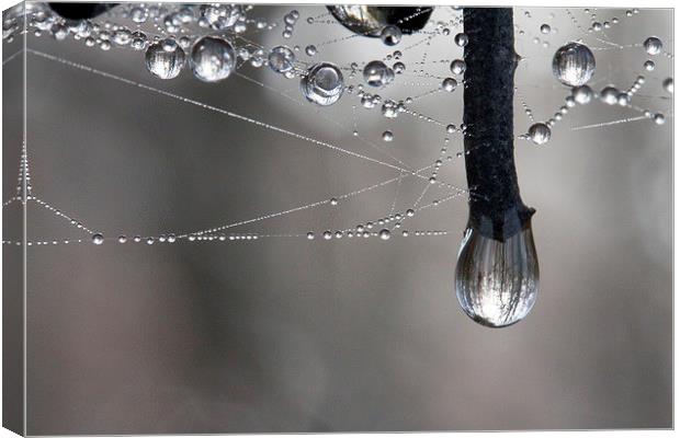 Rain softened Barbed Wire Canvas Print by Colin Tracy
