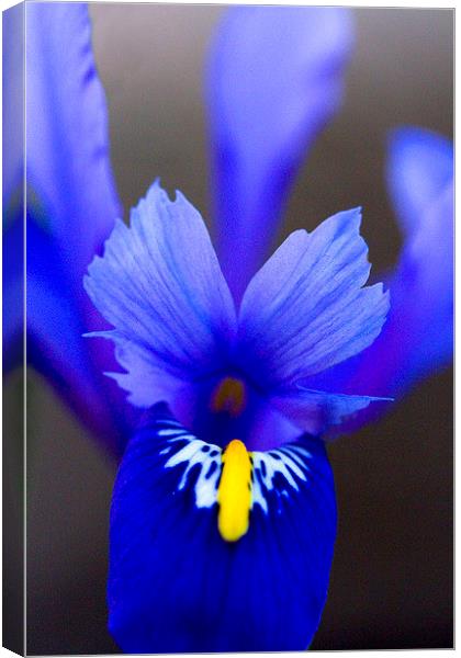 Purple Iris Canvas Print by Colin Tracy