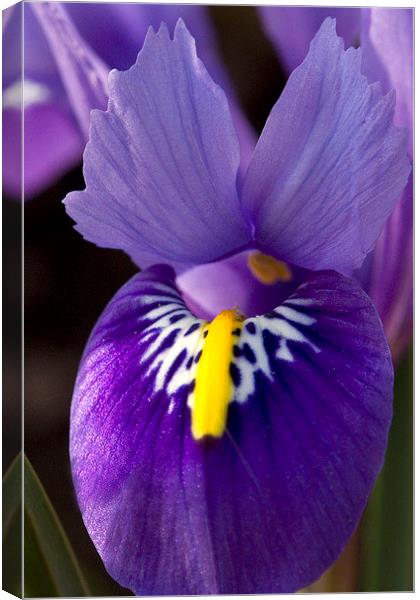 Purple Iris 2 Canvas Print by Colin Tracy