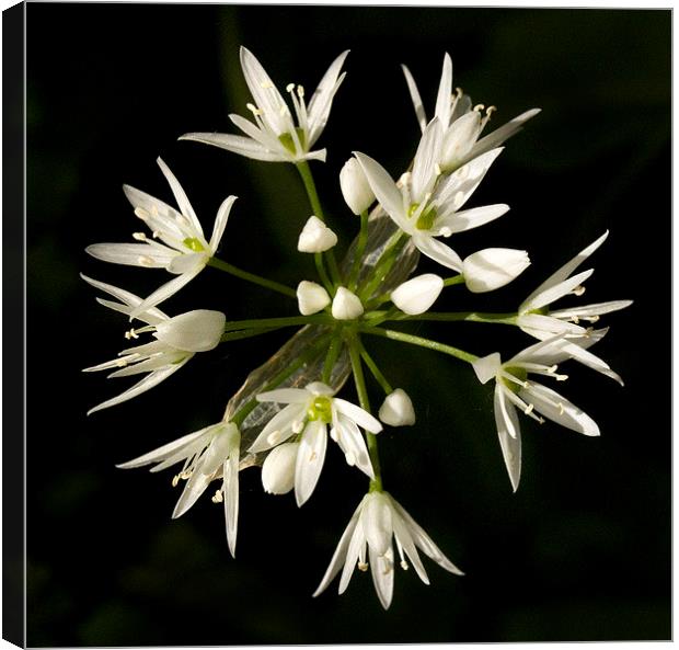 Wild Garlic Canvas Print by Colin Tracy