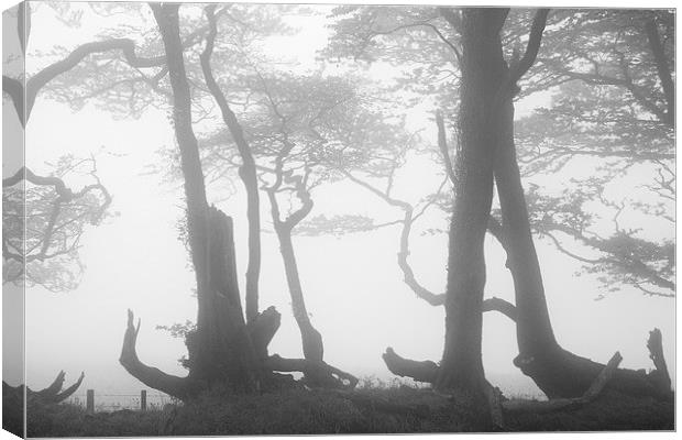 Lewesdon Beeches in Fog Canvas Print by Colin Tracy