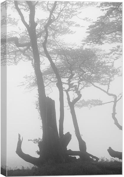 Lewesdon Beeches in Fog 2 Canvas Print by Colin Tracy