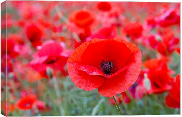 Poppy - One Among Many Canvas Print by Colin Tracy