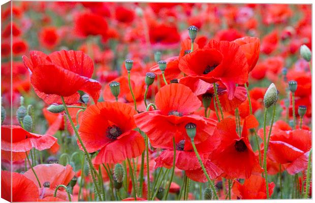 Poppies Galore! 2 Canvas Print by Colin Tracy