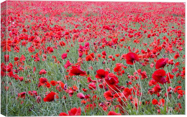Poppies Galore! 3 Canvas Print by Colin Tracy