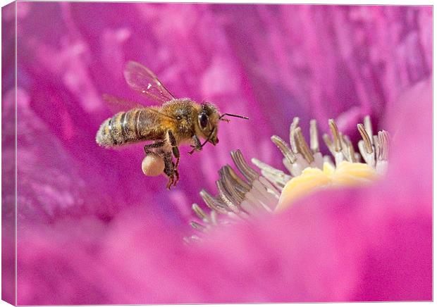  Flying Bee Nectar-Bound Canvas Print by Colin Tracy