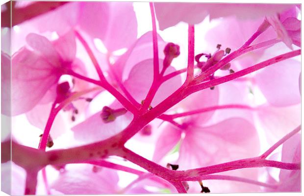  Hydrangea Flower Canvas Print by Colin Tracy