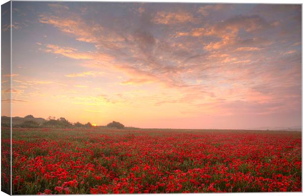 Poppies at Dawn Canvas Print by Colin Tracy