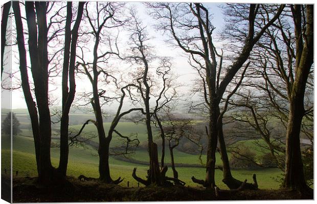  From Lewesdon Hill, Dorset, UK Canvas Print by Colin Tracy