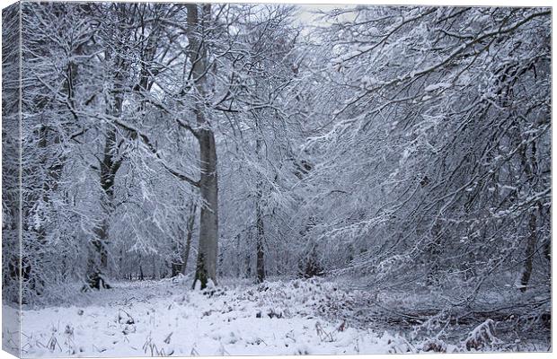  Rhinefield Drive Winter Canvas Print by Colin Tracy