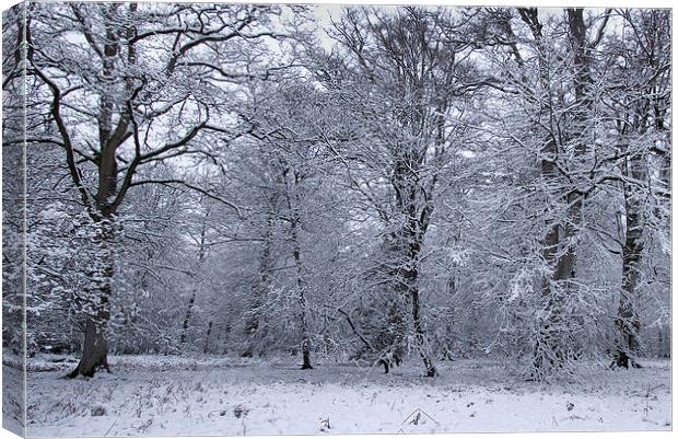  Rhinefield Drive Winter, New Forest Canvas Print by Colin Tracy