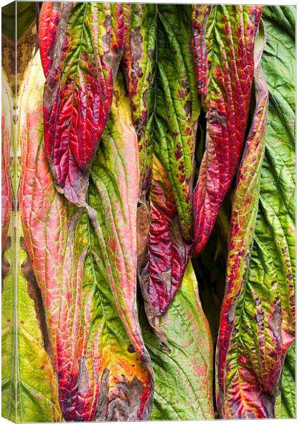 Giant Echium Leaves  Canvas Print by Colin Tracy