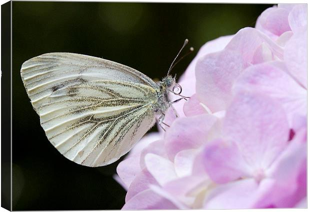  Green veined white on Hydrangea Canvas Print by Colin Tracy