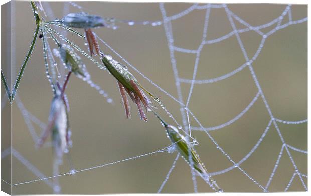 Dew Covered Spider's Web Canvas Print by Colin Tracy