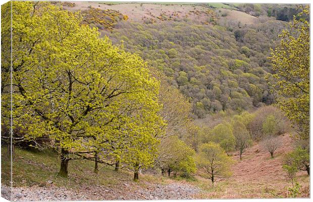  Spring Oaks on Exmoor Canvas Print by Colin Tracy