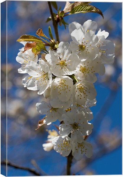  Wild Cherry Blossom Canvas Print by Colin Tracy