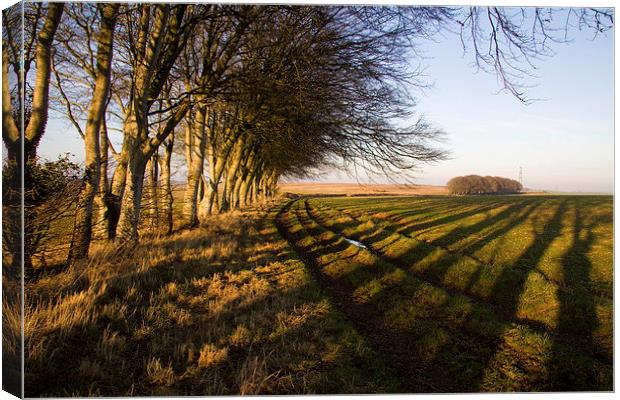  Shadows above Winterborne Steepleton Canvas Print by Colin Tracy