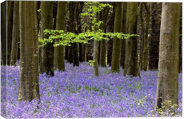  Delcombe Wood Bluebells, Dorset Canvas Print by Colin Tracy