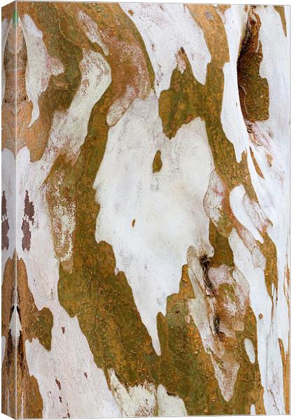 Eucalyptus  Bark Abstract Canvas Print by Colin Tracy